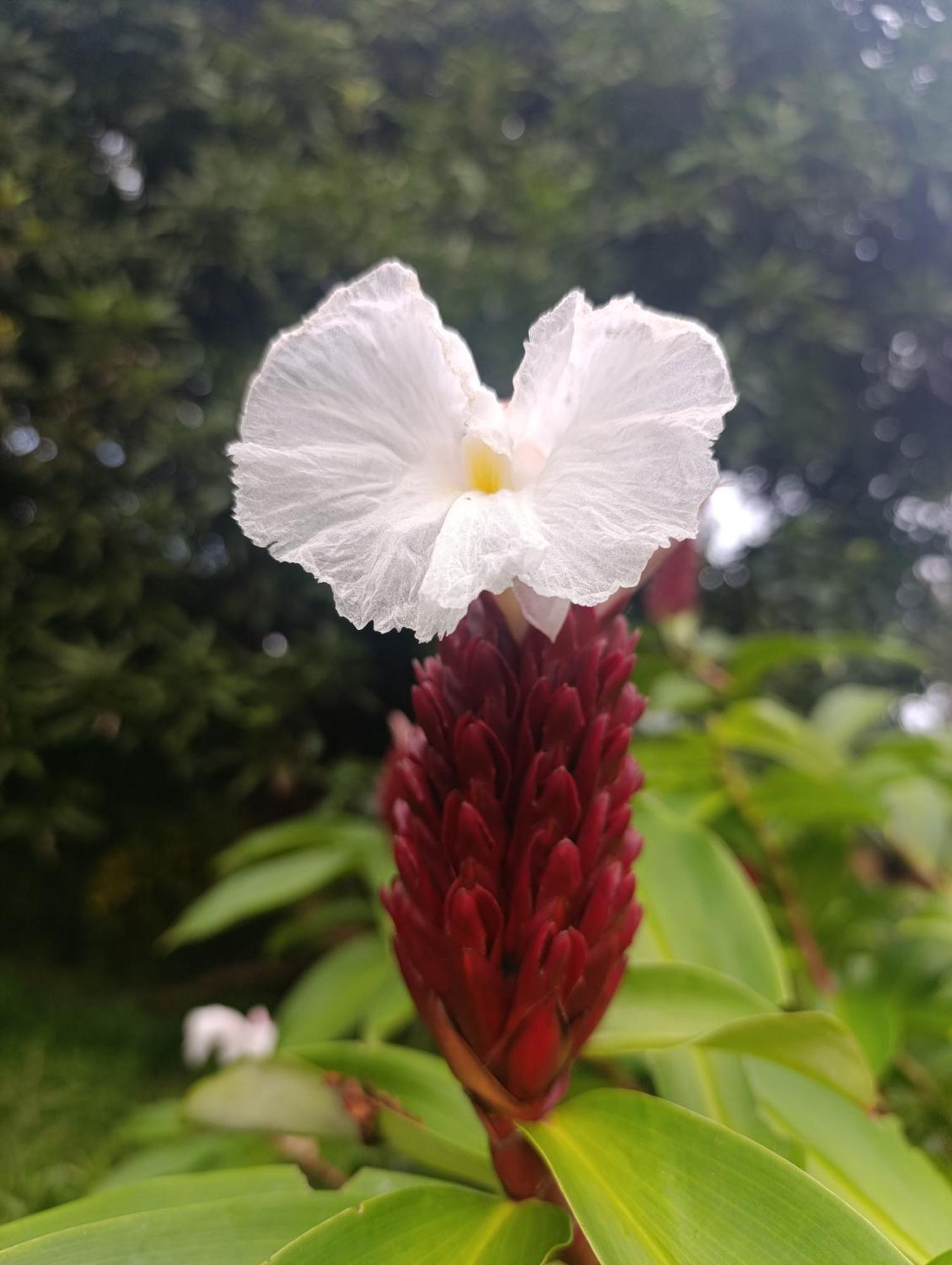 Eco-Lodge El Porvenir. Santa Cruz 外观 照片